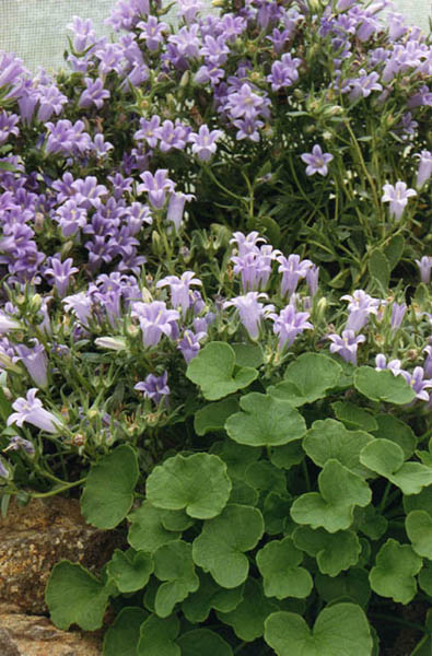 Oxyria digyna en fleurs sur des éboulis humides dans les Alpes